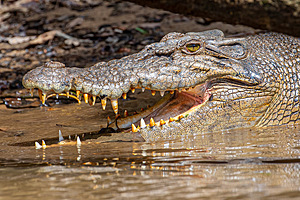 Smile of the Crocodile - Dom Chaplin